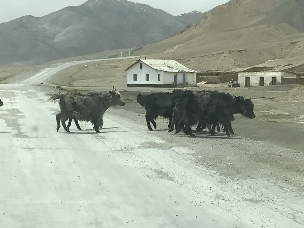 Yaks Tadschikistan