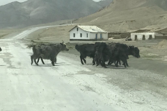 Yaks Tadschikistan
